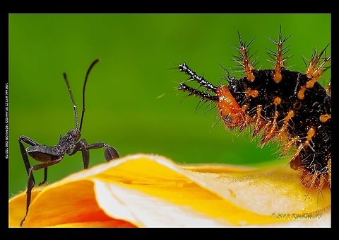 caterpilar vs assassin bug  Geotagged,Malaysia