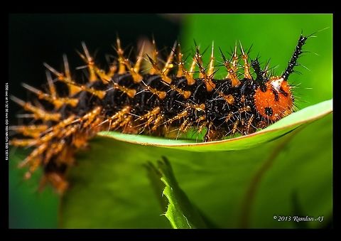 Caterpillar  Geotagged,Malaysia