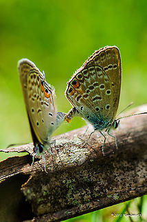 Matting butterfly  Geotagged,Malaysia,Winter