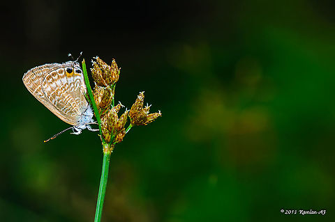 Common Caerulean  Common cerulean,Geotagged,Jamides celeno,Malaysia,Winter