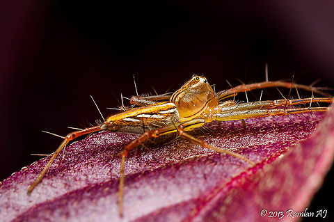 Oxyopes quadrifasciatus (Orange Striped Lynx Spider)  Fall,Geotagged,Malaysia,Oxyopes lineatipes,Oxyopes quadrifasciatus