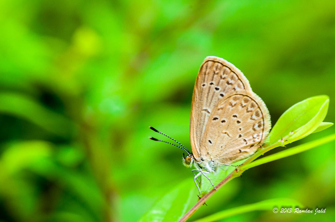 Butterfly  Geotagged,Malaysia,Spring