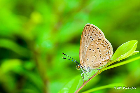 Butterfly  Geotagged,Malaysia,Spring