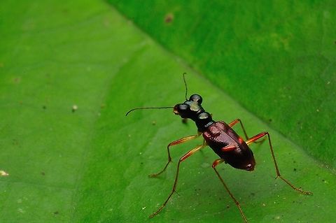 Tiger beetle (Therates sp.)  Geotagged,Malaysia,Spring