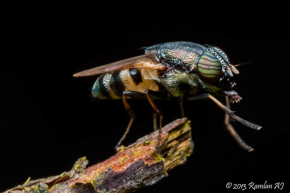 Horsefly  Fall,Geotagged,Malaysia