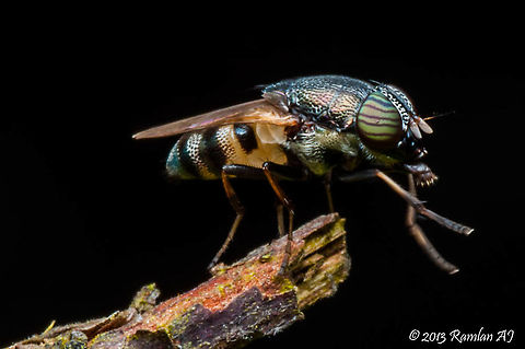 Horsefly  Fall,Geotagged,Malaysia
