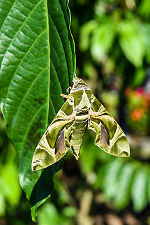 Daphnis nerii, the oleander hawk-moth or army green moth  Daphnis hypothous,Daphnis nerii,Fall,Geotagged,Jade hawkmoth,Malaysia