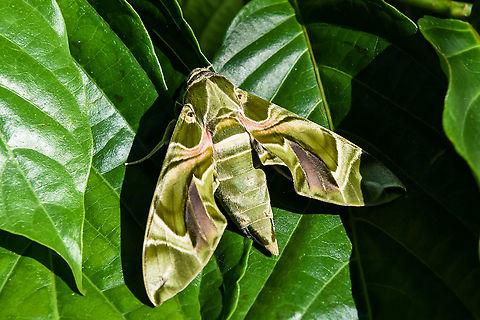 Daphnis nerii, the oleander hawk-moth or army green moth  Daphnis hypothous,Daphnis nerii,Fall,Geotagged,Jade hawkmoth,Malaysia