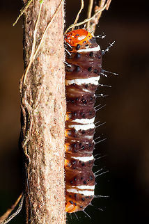 The caterpillar  Geotagged,Malaysia,Summer