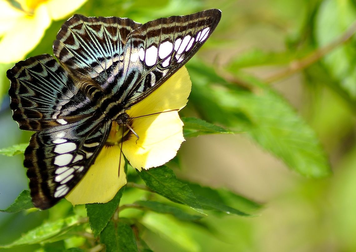 Borneo  Butterflies - Parthenos sylvia  Clipper,Geotagged,Malaysia,Parthenos sylvia,Winter
