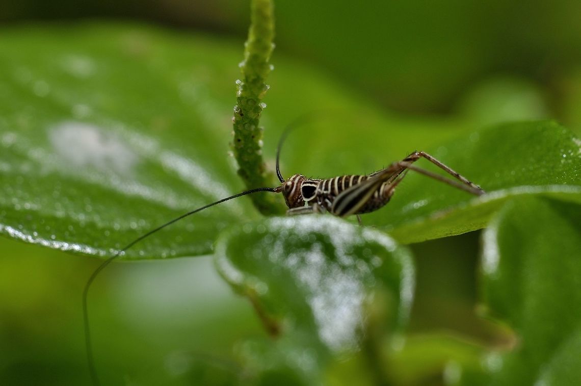 nymph grasshopper - nymph of Nisitrus sp  Geotagged,Malaysia,Winter