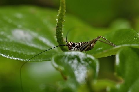 nymph grasshopper - nymph of Nisitrus sp  Geotagged,Malaysia,Winter