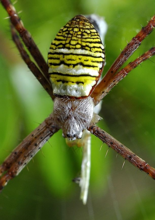 Banded Garden Spider  Argiope aemula,Geotagged,Malaysia,Winter