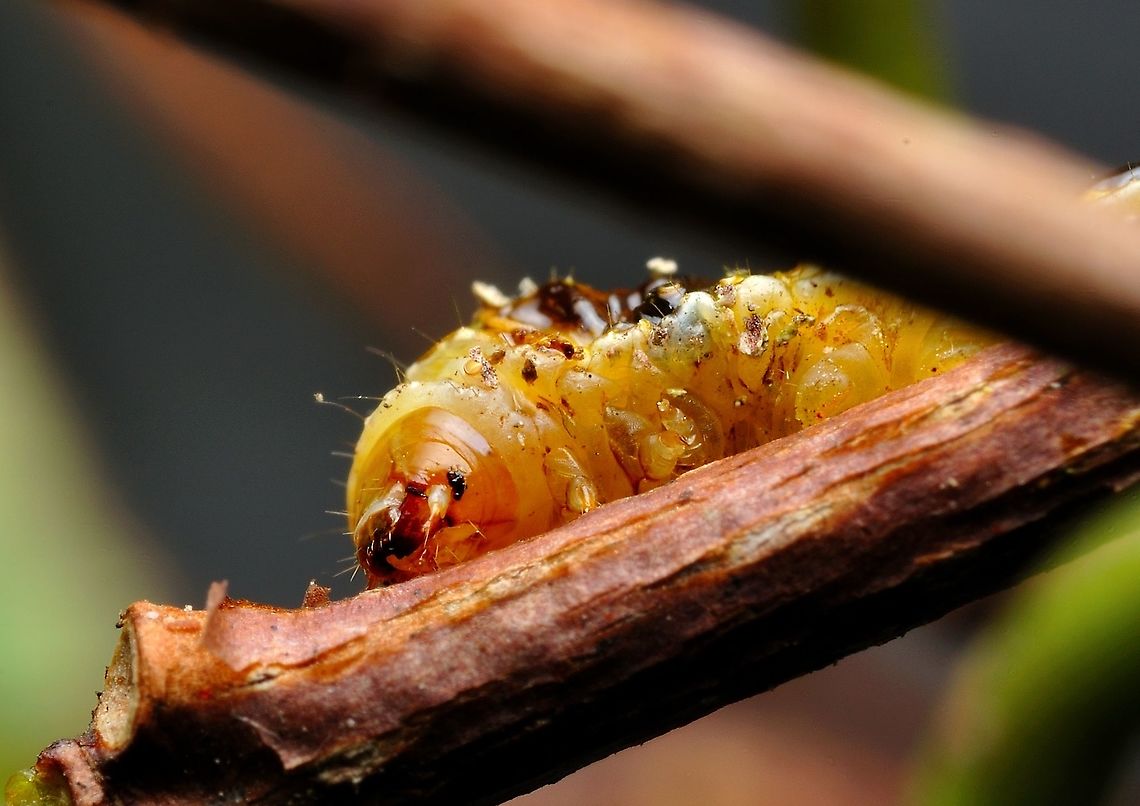 caterpillar  Geotagged,Malaysia,Spring
