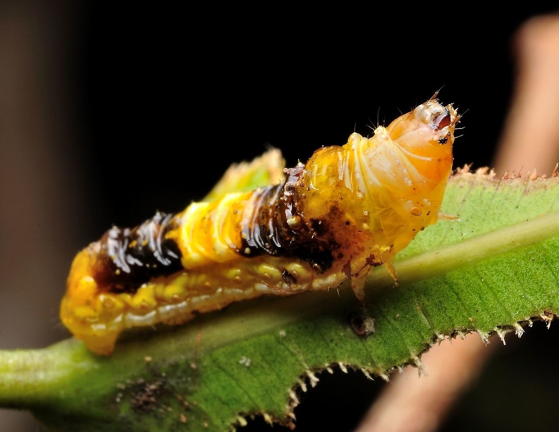 orange caterpillar  Geotagged,Malaysia,Spring