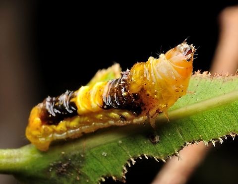 orange caterpillar  Geotagged,Malaysia,Spring