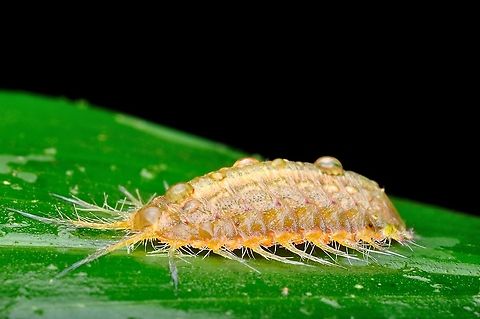 the larva  Chrysomelidae,Geotagged,Malaysia,Spring,Tortoise Beetle,cassidinae