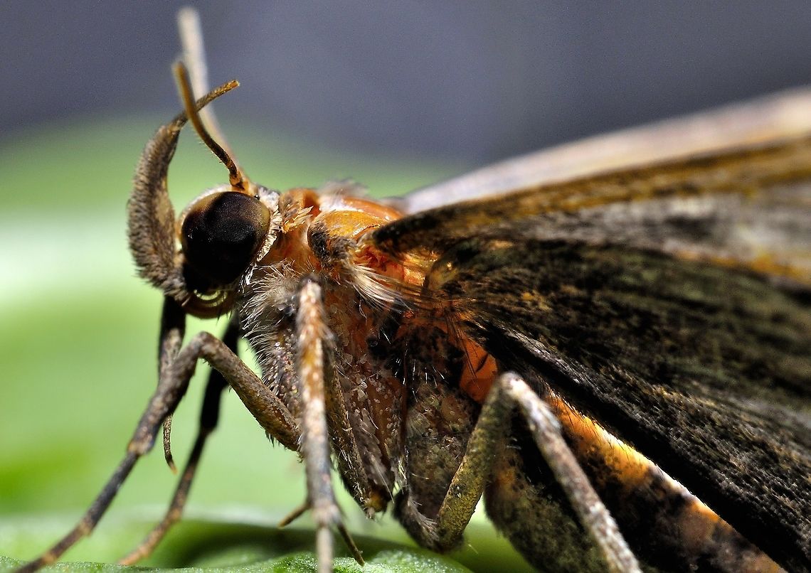 close up of moth  Geotagged,Malaysia,Winter