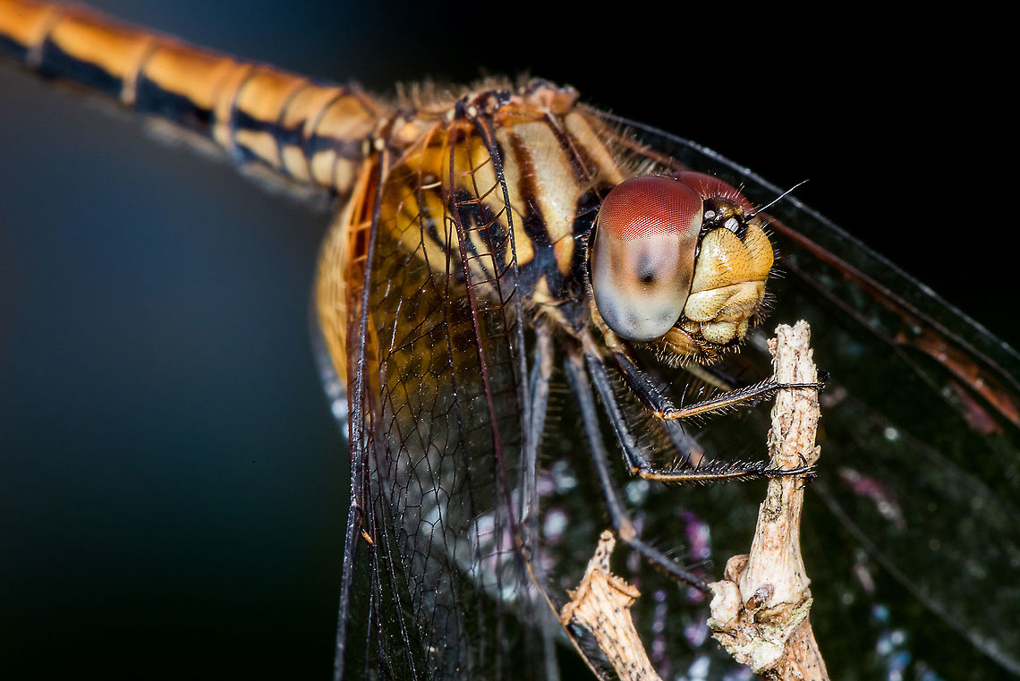 Dragonfly - Sympetrum vicinum  Geotagged,Malaysia,Sympetrum vicinum,Yellow-legged meadowhawk