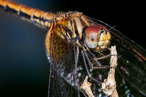 Dragonfly - Sympetrum vicinum  Geotagged,Malaysia,Sympetrum vicinum,Yellow-legged meadowhawk