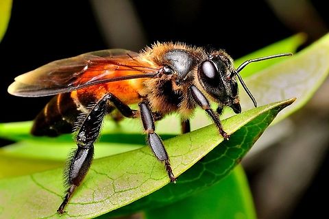 Honey bee  Apis dorsata,Fall,Geotagged,Giant honey bee,Malaysia