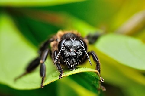 Face of honeybee  Apis dorsata,Fall,Geotagged,Giant honey bee,Malaysia