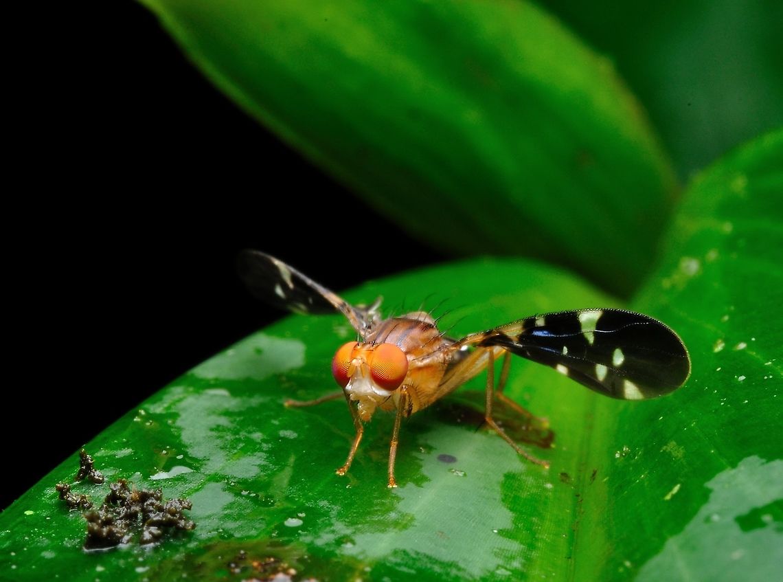 Fruit flies  Geotagged,Malaysia,Spring,Tephritidae
