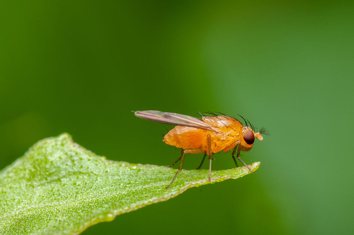 Fruit flies  Geotagged,Malaysia,Summer