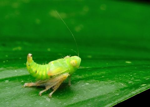Green Planthopper nymph  Geotagged,Malaysia,Spring
