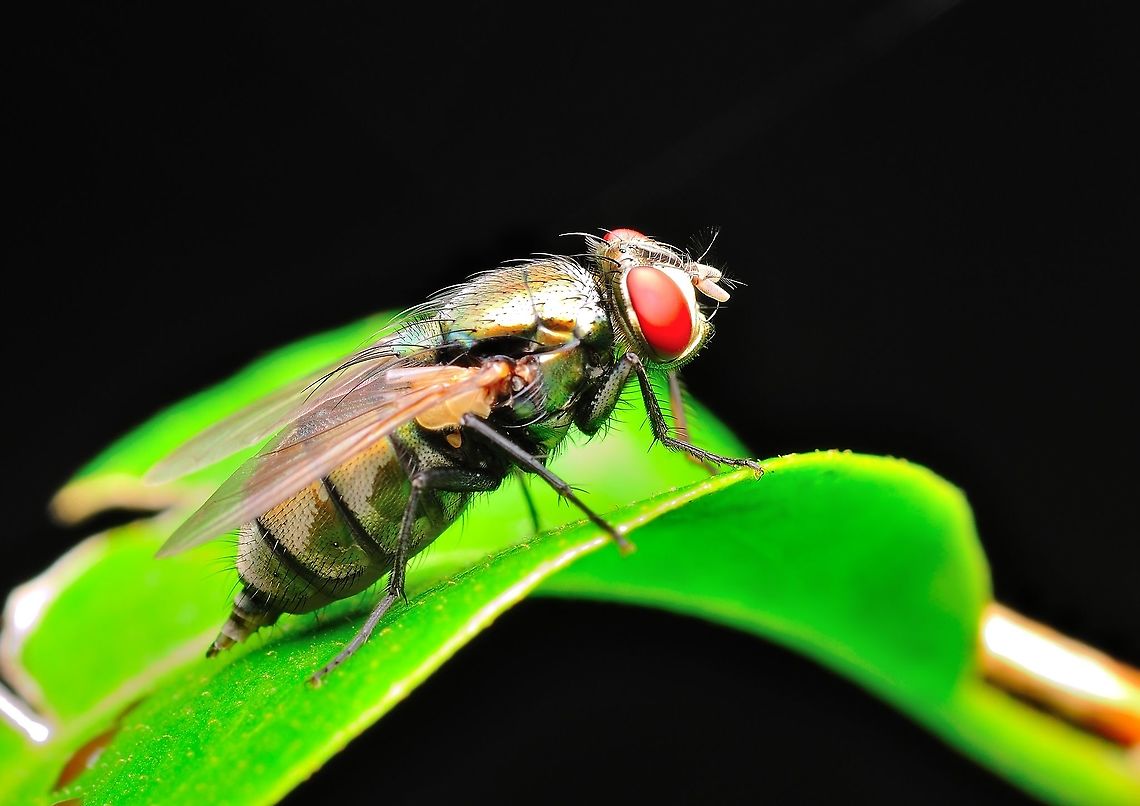 flies  Geotagged,Malaysia,Spring