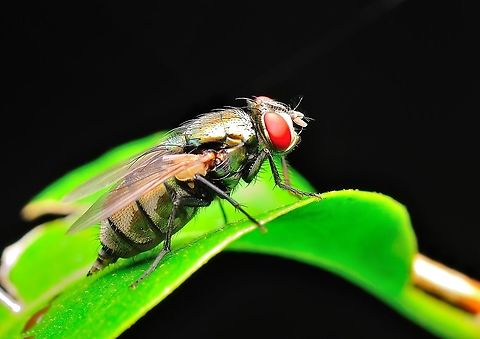 flies  Geotagged,Malaysia,Spring