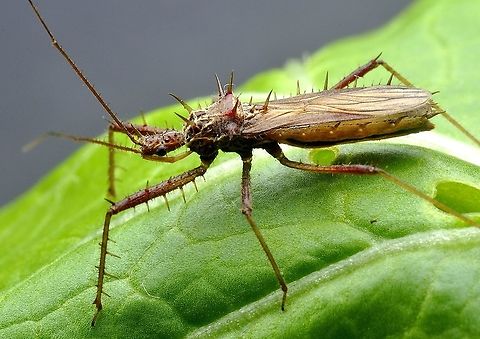Spiny assassin bug  Geotagged,Malaysia,Winter