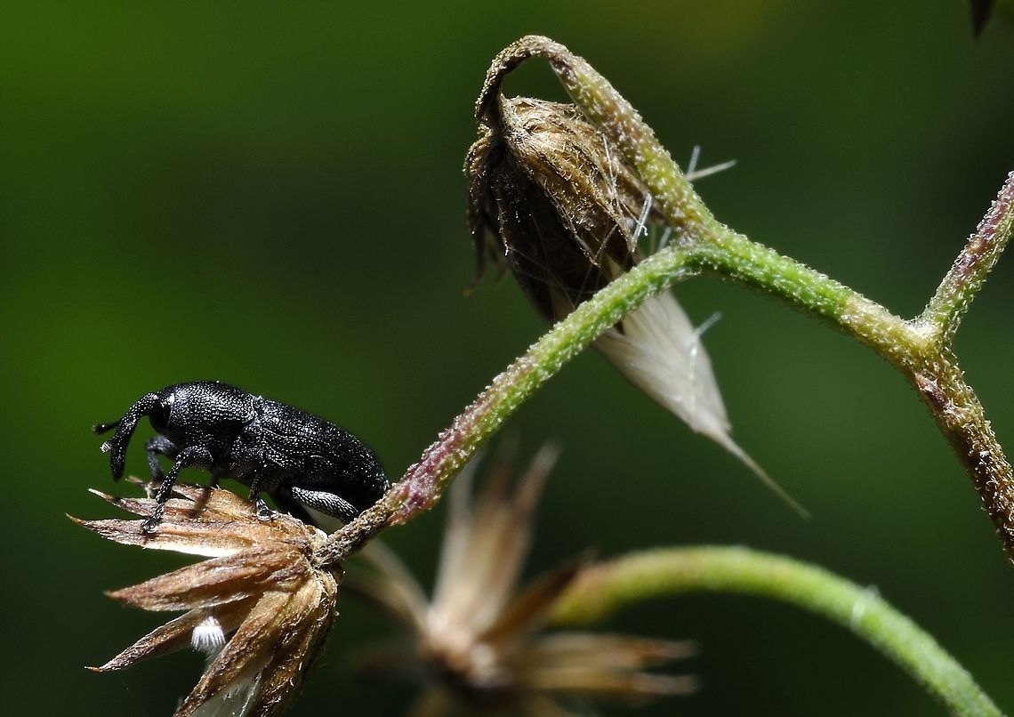 black weevil  Geotagged,Magdalis aenescens,Malaysia,Winter