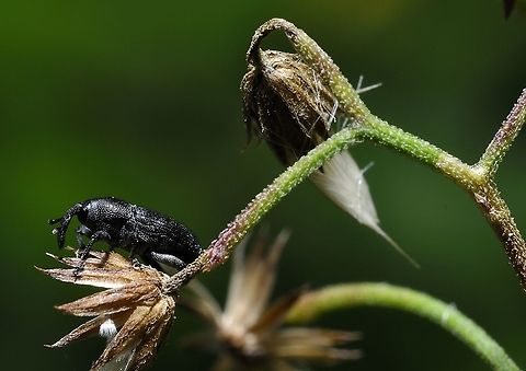 black weevil  Geotagged,Magdalis aenescens,Malaysia,Winter