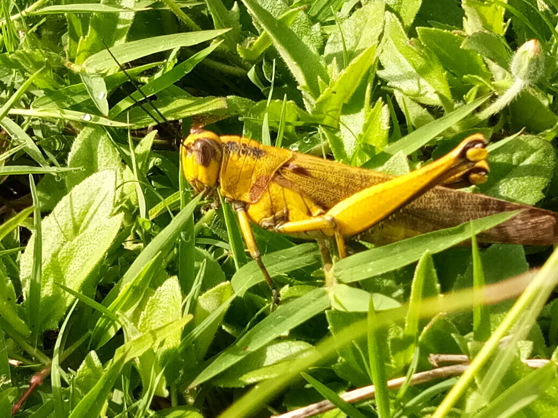 Valanga nigricornis or Javanese grasshopper  Fall,Geotagged,Javanese grasshopper,Malaysia,Valanga nigricornis