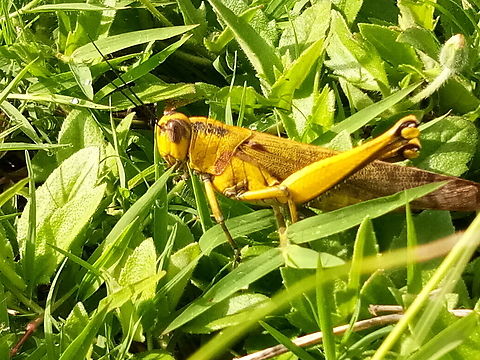 Valanga nigricornis or Javanese grasshopper  Fall,Geotagged,Javanese grasshopper,Malaysia,Valanga nigricornis