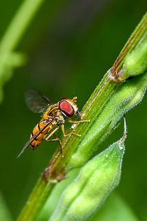 Grey-banded Hoverfly - Episyrphus sp. so small about 4-5 mm long Fall,Geotagged,Malaysia