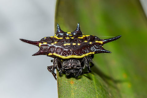 spiny-backed orb-weavers, spiny orb-weavers, or spiny spiders - Gasteracantha sp  Fall,Geotagged,Malaysia