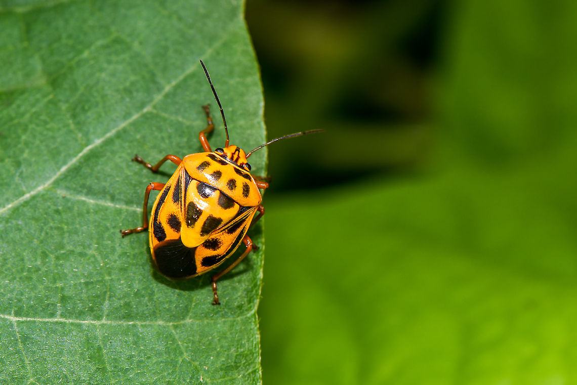 Coffee plant bug - Antestiopsis cruciata (Fabricius)  Antestiopsis cruciata,Fall,Geotagged,Malaysia