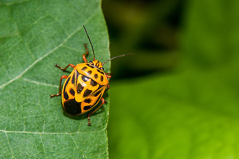 Antestiopsis cruciata