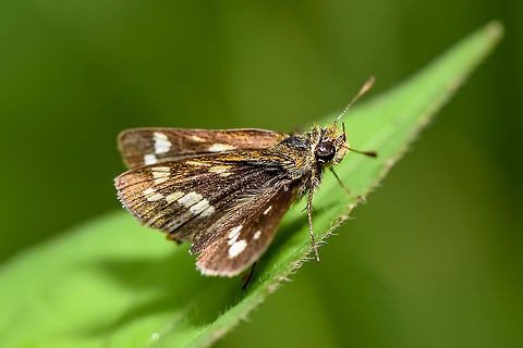 Silver-spotted skipper - Hesperia comma  Common branded skipper,Fall,Geotagged,Hesperia comma,Malaysia