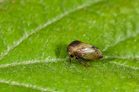 Planthopper  Fall,Geotagged,Malaysia