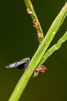 ricaniidae  Fall,Geotagged,Malaysia