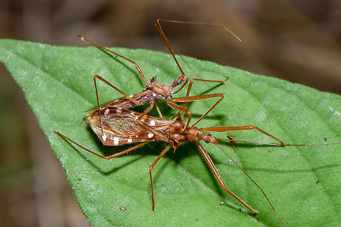 assassin bug - Cosmolestes sp  Fall,Geotagged,Malaysia
