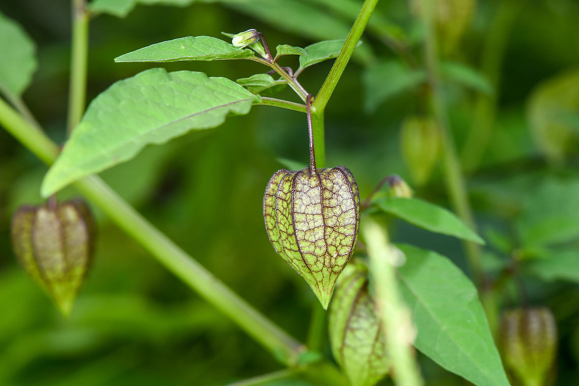 Physalis peruviana - Cape gooseberry  Cape gooseberry,Fall,Geotagged,Malaysia,Physalis peruviana
