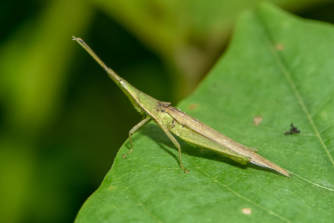 long horned grasshopper  Atractomorpha psittacina,Fall,Geotagged,Malaysia