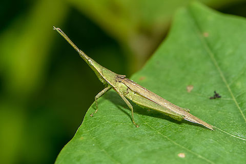 long horned grasshopper  Atractomorpha psittacina,Fall,Geotagged,Malaysia