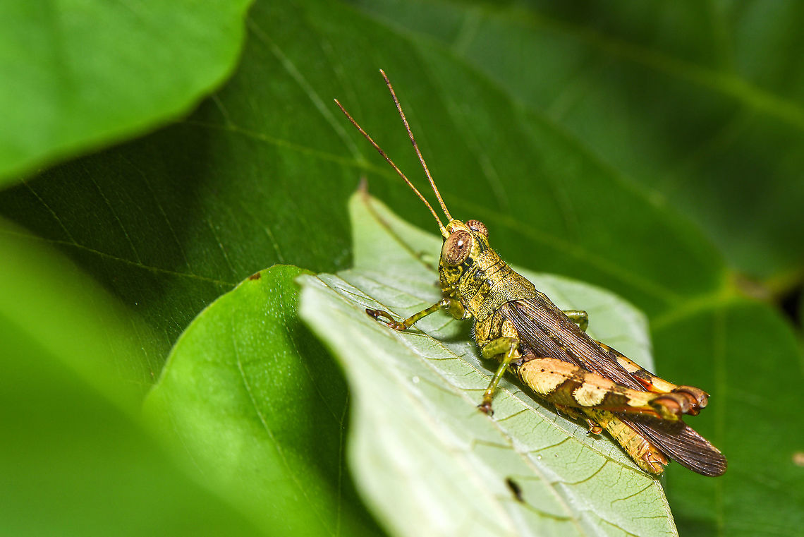 grasshopper  Fall,Geotagged,Malaysia