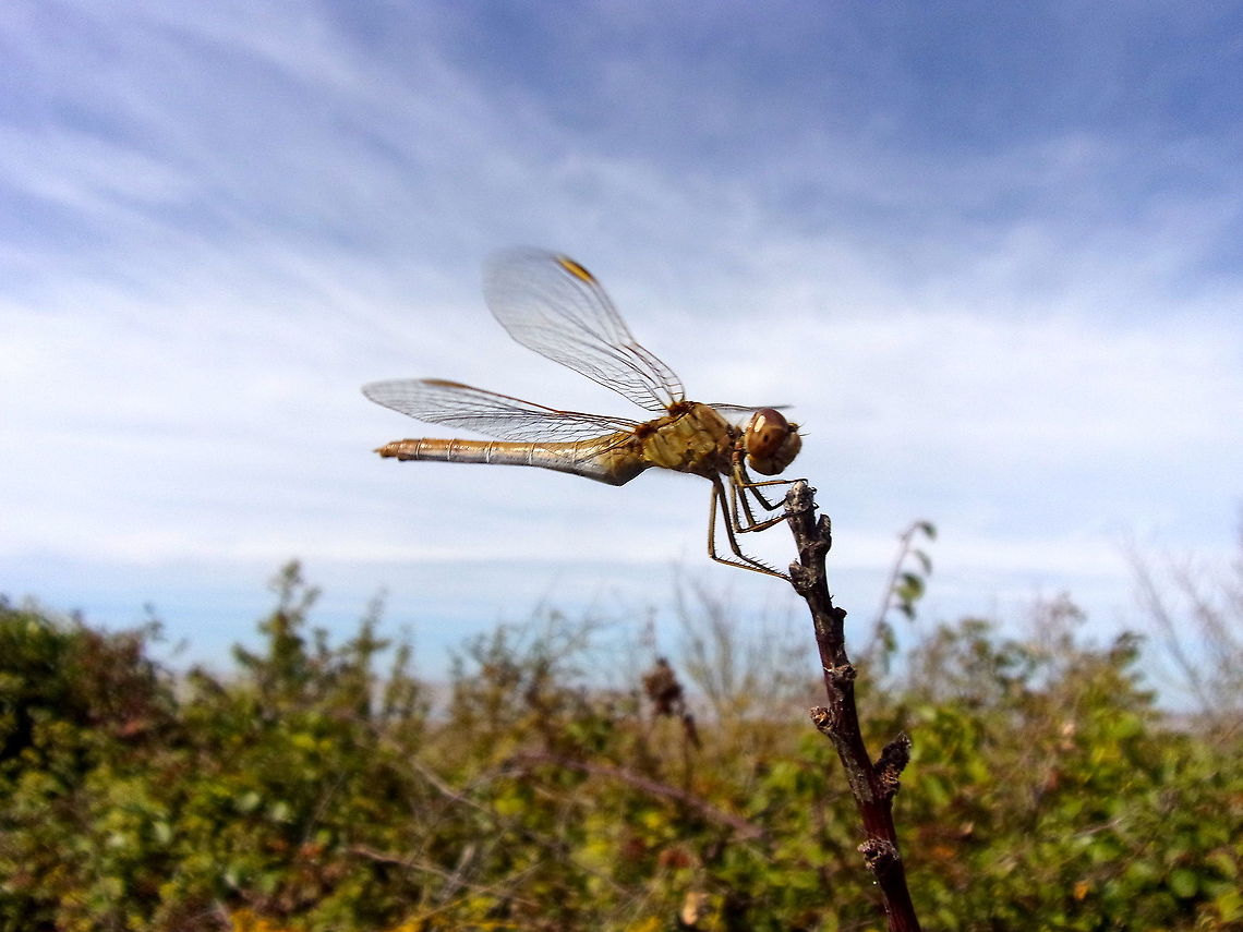 Sympetrum_meridionale ♀ Migration of Sympetrums (S.meridionale and S.striolatum) to Aiguillon Bay (Charentes-Maritimes, France) on September 14, 2019. Many individuals in flight including in tandem. They are everywhere in the hedges.<br />
<br />
Migration de Sympetrums (S.meridionale et S.striolatum) &agrave; la Baie de l&#039;Aiguillon (Charentes-Maritimes, France) le 14 septembre 2019. De nombreux individus en vol y compris en tandem. Ils se posent partout dans les haies. France,Geotagged,Southern Darter,Summer,Sympetrum meridionale