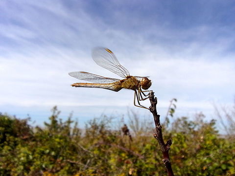 Sympetrum_meridionale ♀ Migration of Sympetrums (S.meridionale and S.striolatum) to Aiguillon Bay (Charentes-Maritimes, France) on September 14, 2019. Many individuals in flight including in tandem. They are everywhere in the hedges.

Migration de Sympetrums (S.meridionale et S.striolatum) à la Baie de l'Aiguillon (Charentes-Maritimes, France) le 14 septembre 2019. De nombreux individus en vol y compris en tandem. Ils se posent partout dans les haies. France,Geotagged,Southern Darter,Summer,Sympetrum meridionale